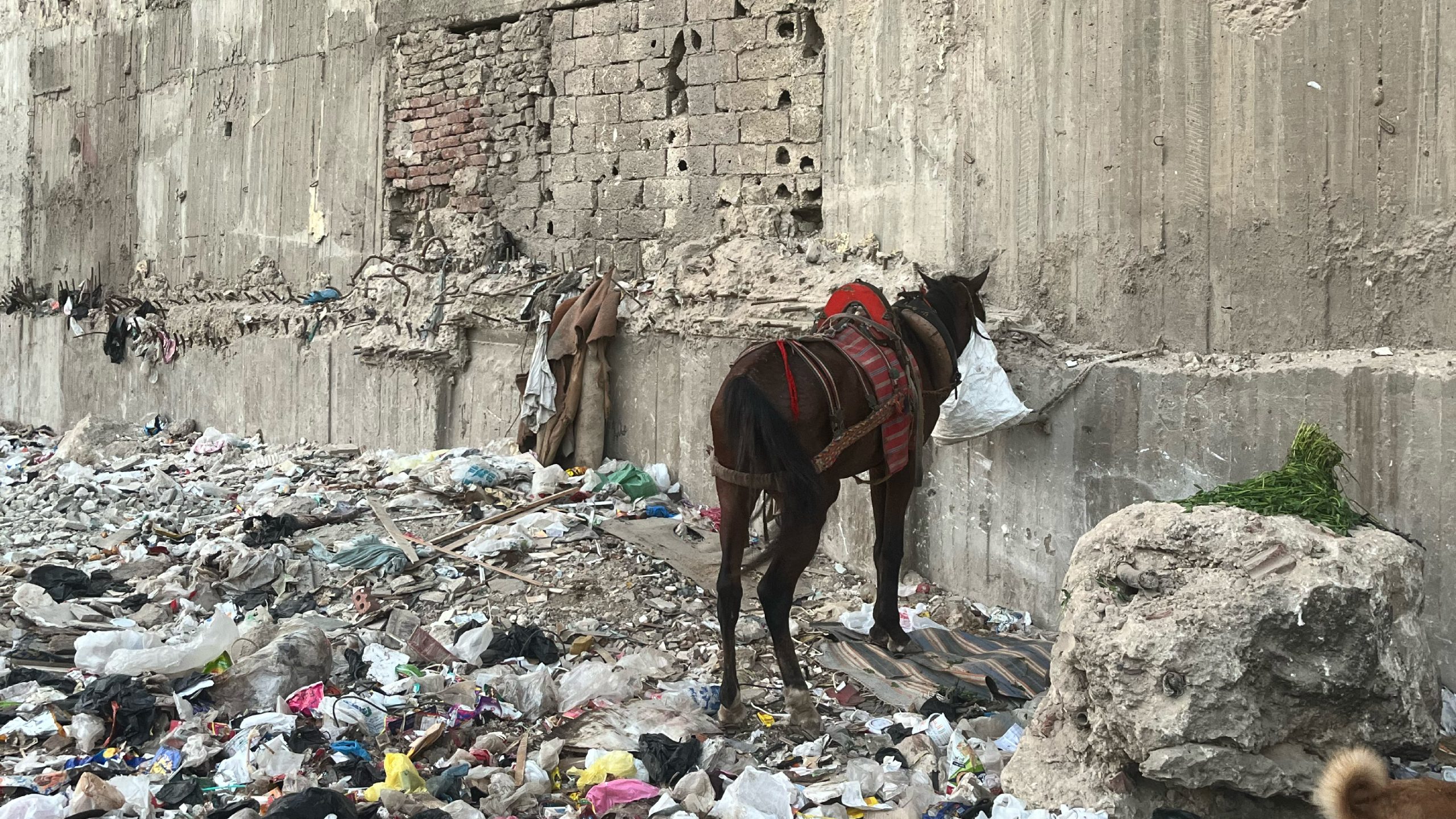 Kairo Lesen (1280 px x 720 px)-05